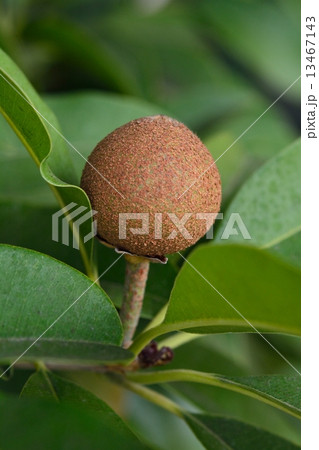 サポジラの実 13467143