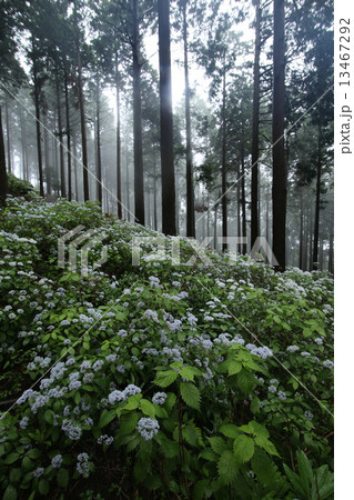 こあじさい 13467292