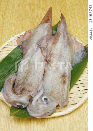 生ヤリイカ 13467742