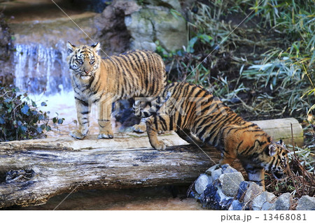 トラの赤ちゃんの兄弟 トラの赤ちゃんの兄弟 13468081
