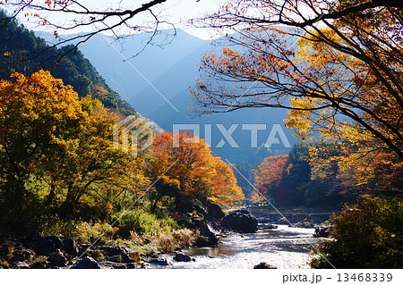 御岳渓谷　渓流と紅葉 13468339