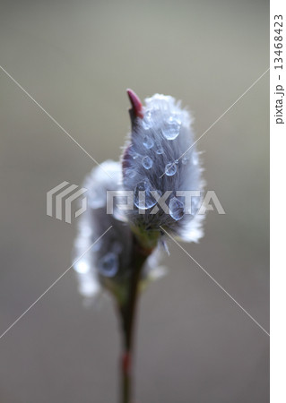 ネコヤナギの花芽と雨氷 13468423