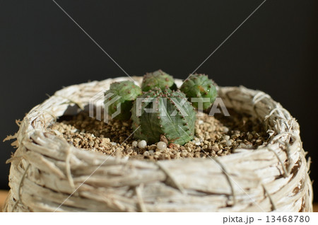 多肉植物 13468780