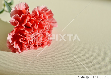 カーネーション 13468876