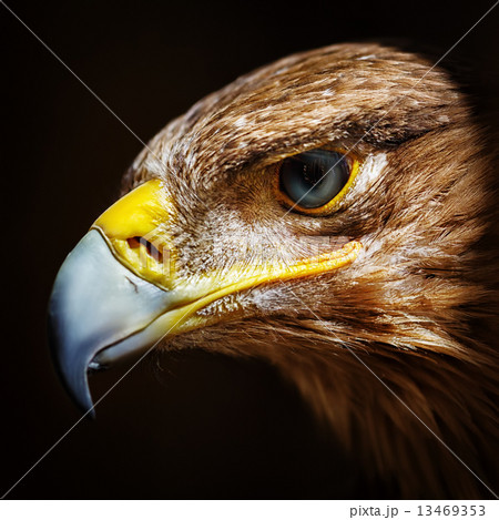 Golden eagle close up portrait 13469353