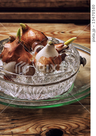 sprouted bulbs plants 13470580
