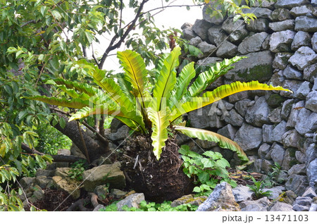 石垣と椰子（今帰仁城跡／沖縄県国頭郡今帰仁村） 13471103