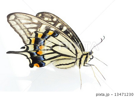 アゲハ蝶の綺麗な羽根 白バックの写真素材