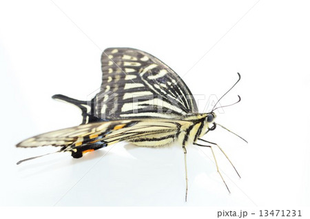 アゲハ蝶の綺麗な羽根 白バック アゲハ蝶の綺麗な羽根 白バック 13471231