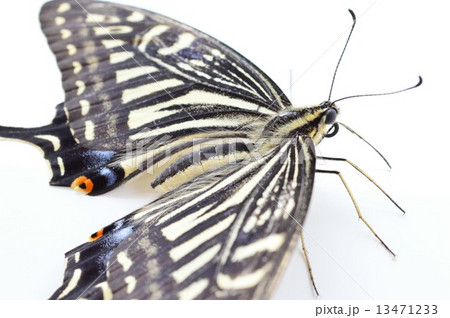 アゲハ蝶の綺麗な羽根 白バックの写真素材