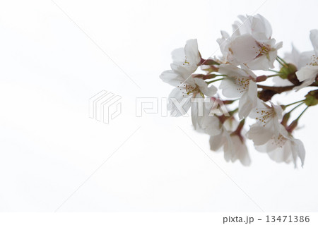桜の花２ 13471386