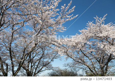 桜と青空１ 13471403