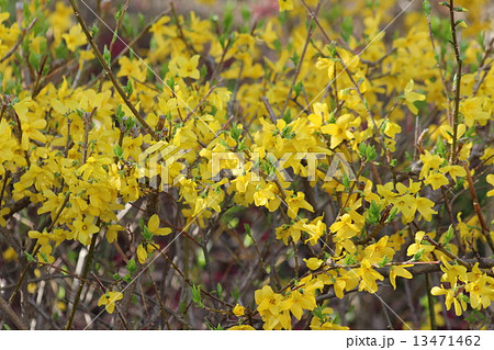 春を告げる代表的な黄色い花々の一つ、レンギョウ。 春を告げる代表的な黄色い花々の一つ、レンギョウ。 13471462