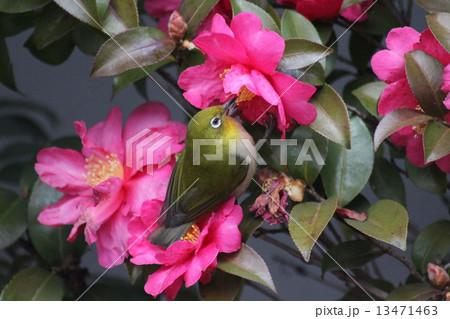 山茶花の蜜を吸いに来たメジロ。 山茶花の蜜を吸いに来たメジロ。 13471463