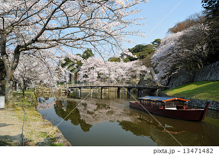 彦根城の春 彦根城の春 13471482