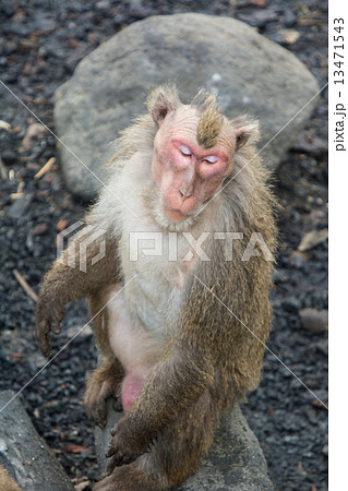 モヒカンのサル モヒカンのサル 13471543