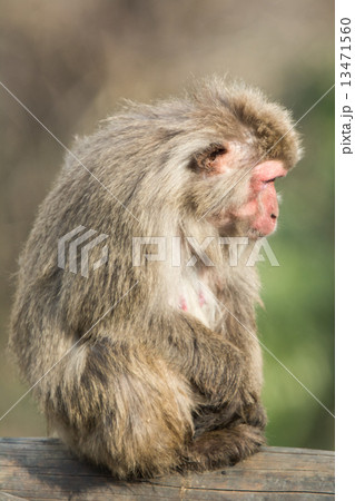 サル 13471560