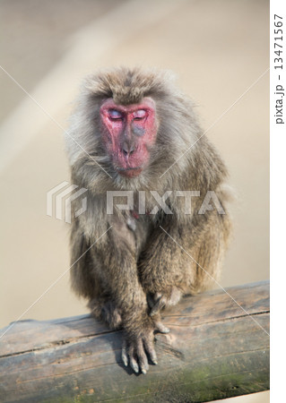サルの写真素材 [13471567] - PIXTA