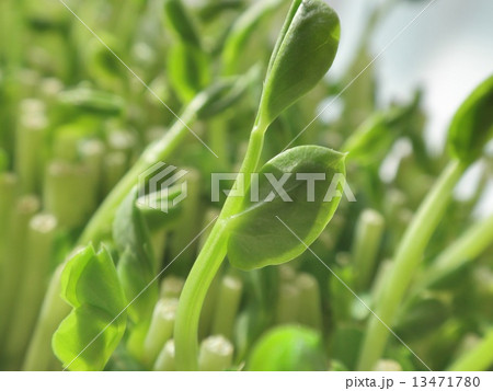 豆苗の芽 豆苗の芽 13471780