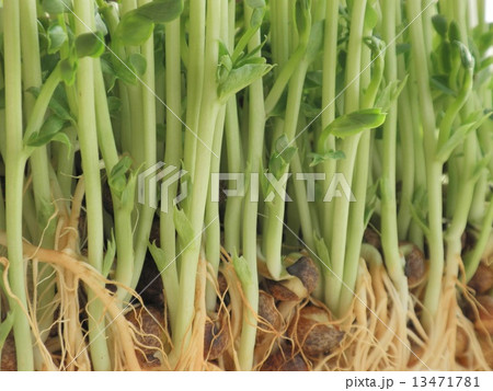 豆苗 豆苗 13471781