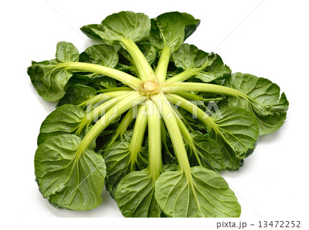 注意）タアサイの「裏側（下を返した状態）」です。中国野菜、タアサイ（ターサイ）。 13472252