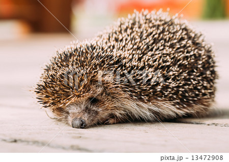 Small Funny Hedgehog On Wooden Floor 13472908