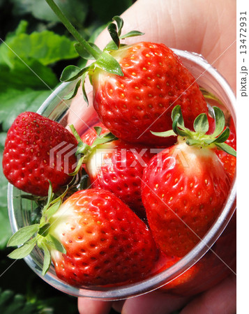 摘みたていちご 13472931