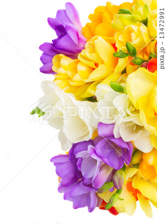 freesia and daffodil  flowers 13472991