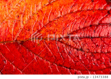 Close up of colorful autumnal maple leaf Close up of colorful autumnal maple leaf 13473388