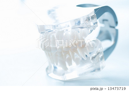 Dental model Dental model 13473719