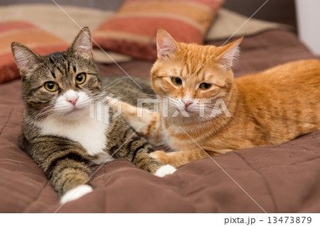 Friendship of the two striped cats Friendship of the two striped cats 13473879