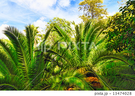 Beautiful landscape of humid tropical jungle. Beautiful landscape of humid tropical jungle. 13474028
