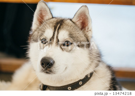 Gray Adult Siberian Husky Dog (Sibirsky husky) 13474218