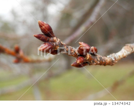 寒緋桜の固いつぼみ 13474342
