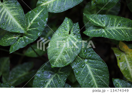 シンゴニウムの葉と雨雫 13474349