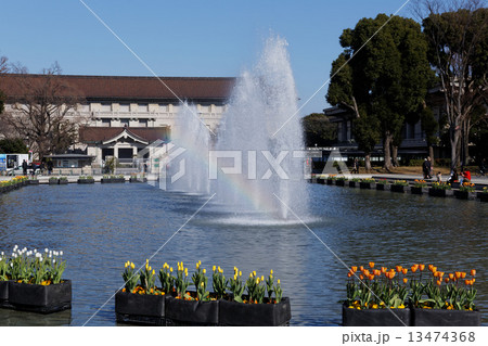 上野公園噴水広場の早咲きのチューリップと東京国立博物館 上野公園噴水広場の早咲きのチューリップと東京国立博物館 13474368