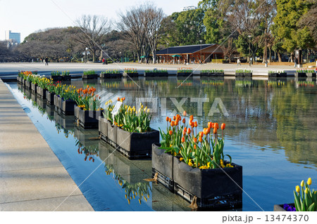 上野公園噴水広場の水上花壇の早咲きのチューリップ 上野公園噴水広場の水上花壇の早咲きのチューリップ 13474370