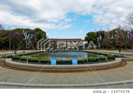 上野公園噴水広場の早咲きのチューリップと東京国立博物館 上野公園噴水広場の早咲きのチューリップと東京国立博物館 13474376