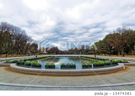 上野公園噴水広場の水上花壇の早咲きのチューリップ 13474381