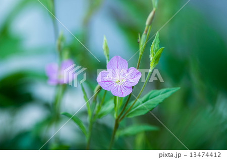 赤花夕化粧 13474412