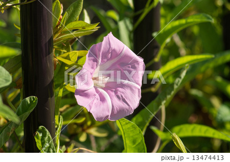 昼顔 昼顔 13474413