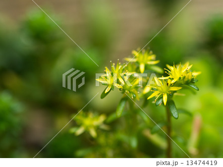 セダム・レフレクサム・クリスタツム 13474419