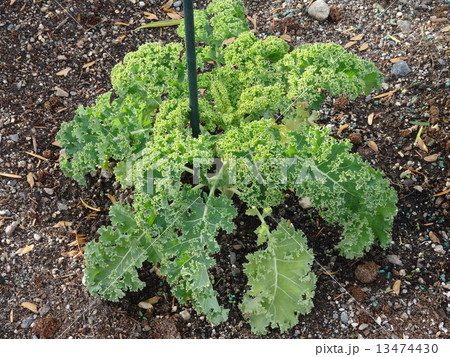 ケール ・スカーレット ケール ・スカーレット 13474430