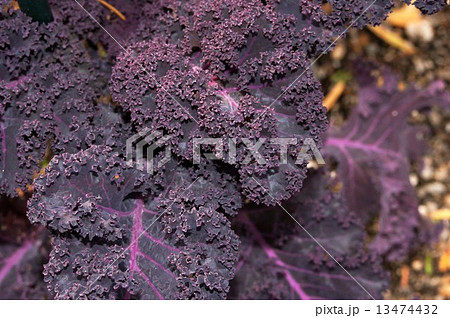 ケール ・スカーレット ケール ・スカーレット 13474432