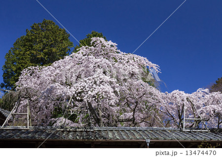 十輪寺の業平桜 13474470