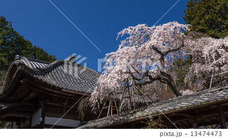 十輪寺の業平桜 13474473