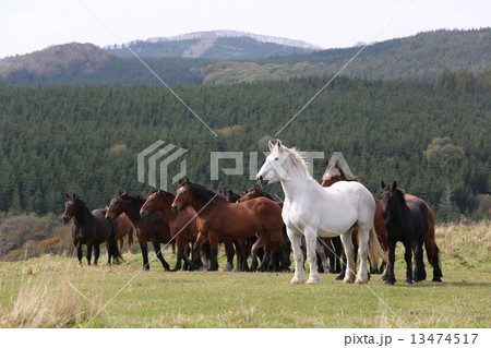 ばん馬 ばん馬 13474517