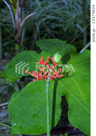 トックリアブラギリ(サンゴアブラギリ) トックリアブラギリ(サンゴアブラギリ) 13474634