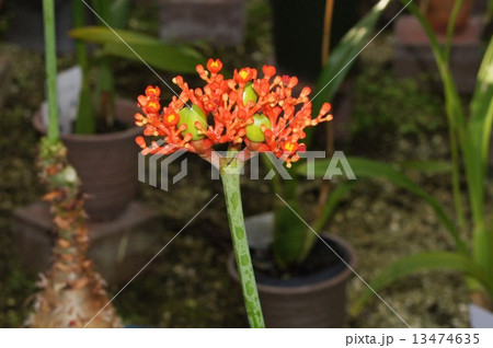 トックリアブラギリ(サンゴアブラギリ) トックリアブラギリ(サンゴアブラギリ) 13474635