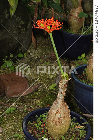 トックリアブラギリ(サンゴアブラギリ)　 13474637